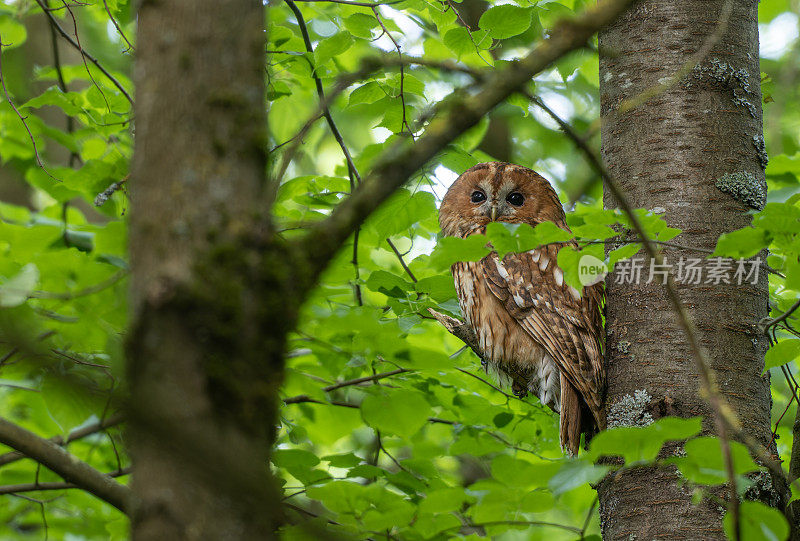 雌性茶色猫头鹰(Strix aluco)